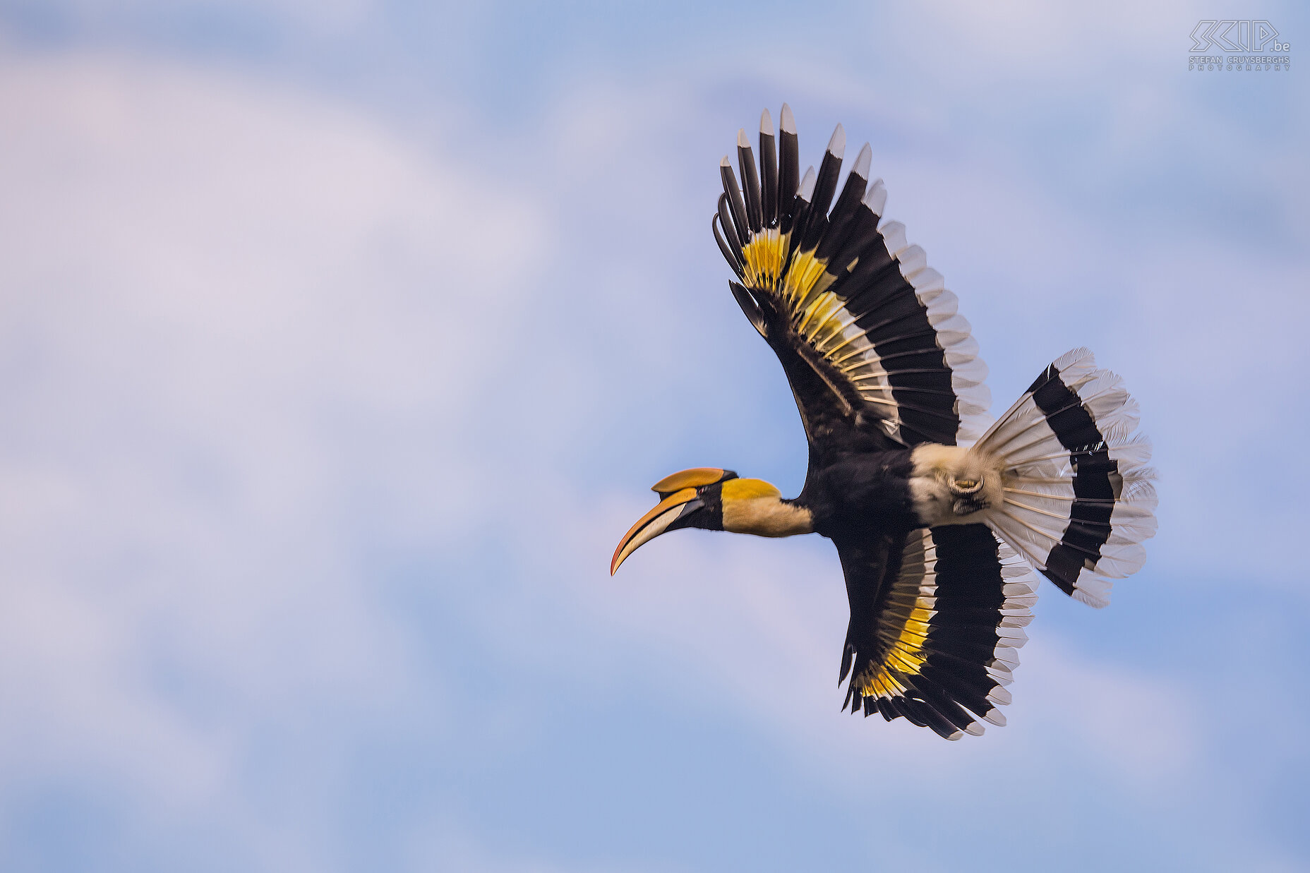 Valparai - Dubbelhoornige neushoornvogel De Dubbelhoornige neushoornvogel (Great Indian hornbill, Buceros bicornis) is de grootste neushoornvogel in het zuiden van India. Ze kunnen 95-130cm lang worden met een spanwijdte van 150cm. Het is zeer indrukwekkend om deze vogels te zien vliegen. Stefan Cruysberghs